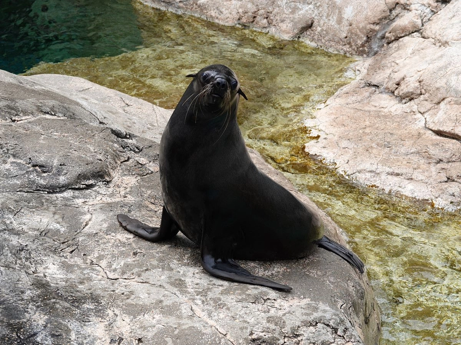 「となりのオットセイ」ブログを更新しました。