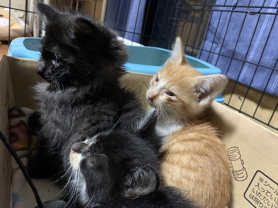 4歳になりました🎂