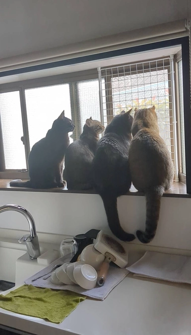 里親さまからの応援📣メッセージNo.３