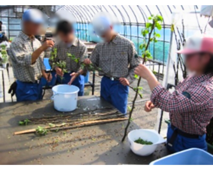 梨葉プロジェクト参加団体鳥取県立倉吉農業高校　果樹コースの取り組み！