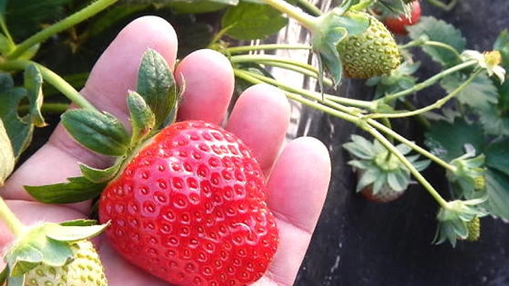 10年先も続く元気ないちご農家を吉見町で育てたい！