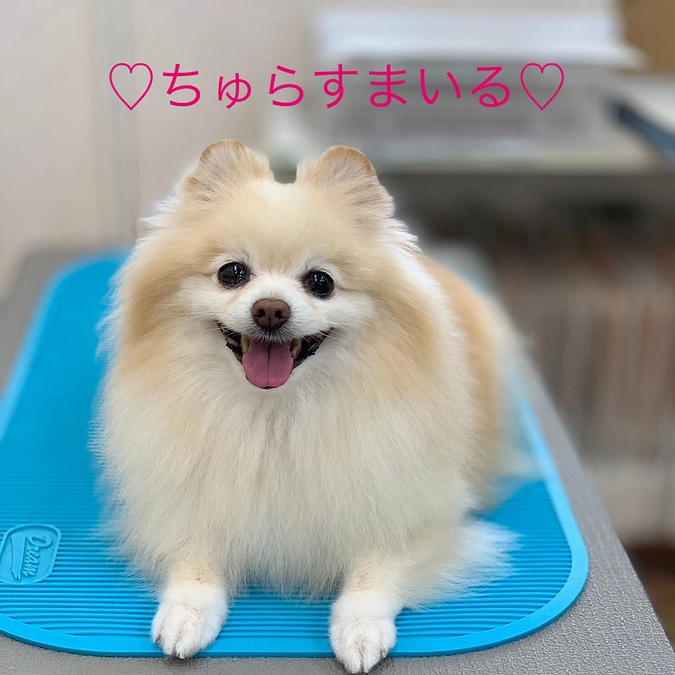 今日のちゅらです