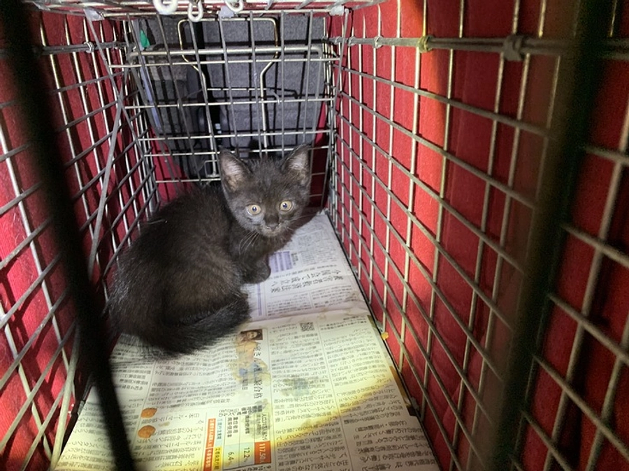 第７回久米島TNR.TNTAプロジェクト実施中【No.1】