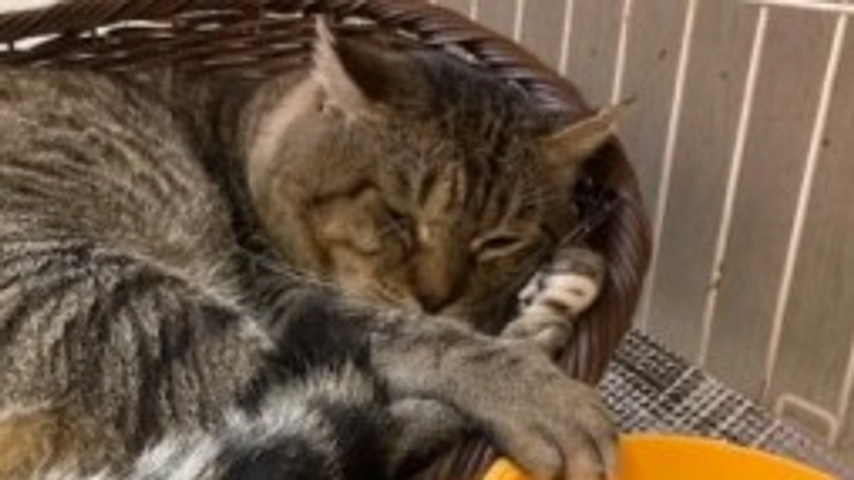 【保護猫エピソード②】キワリン　疥癬でボロボロだった野良猫