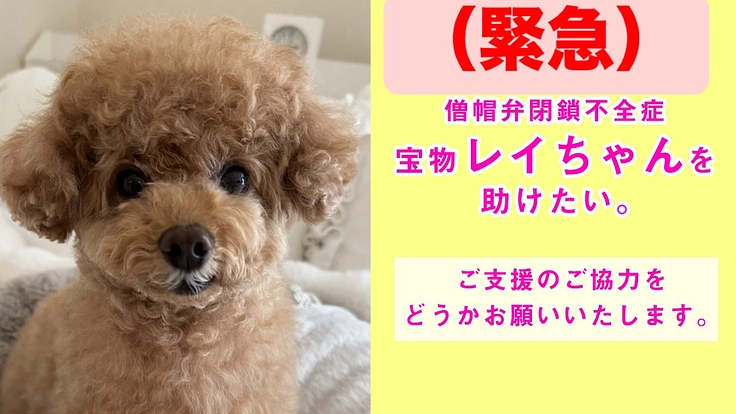 僧帽弁閉鎖不全症の宝物レイちゃんの命を救いたい