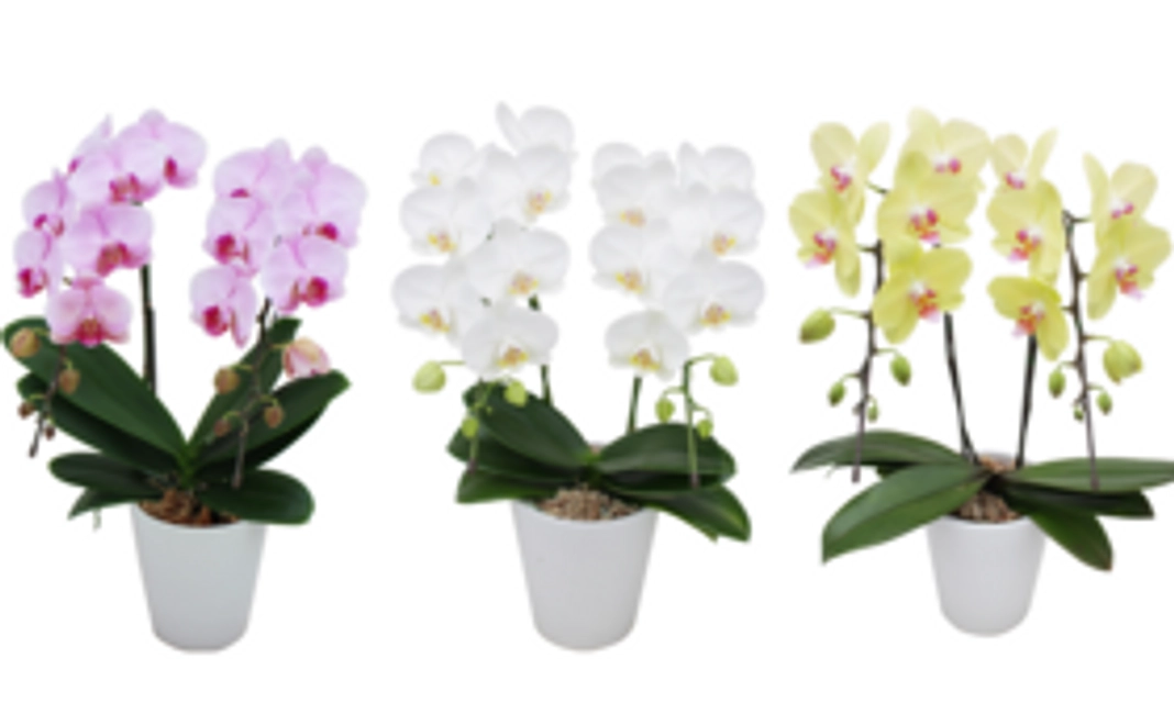 厳選農家の胡蝶蘭(ミディ)
