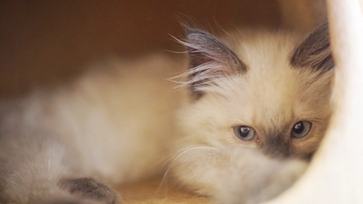 命のバトンを繋げたい！保護猫ちゃん達にずっとのお家を！