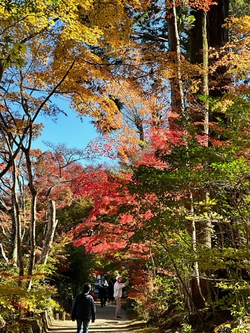 紅葉が見ごろを迎えています