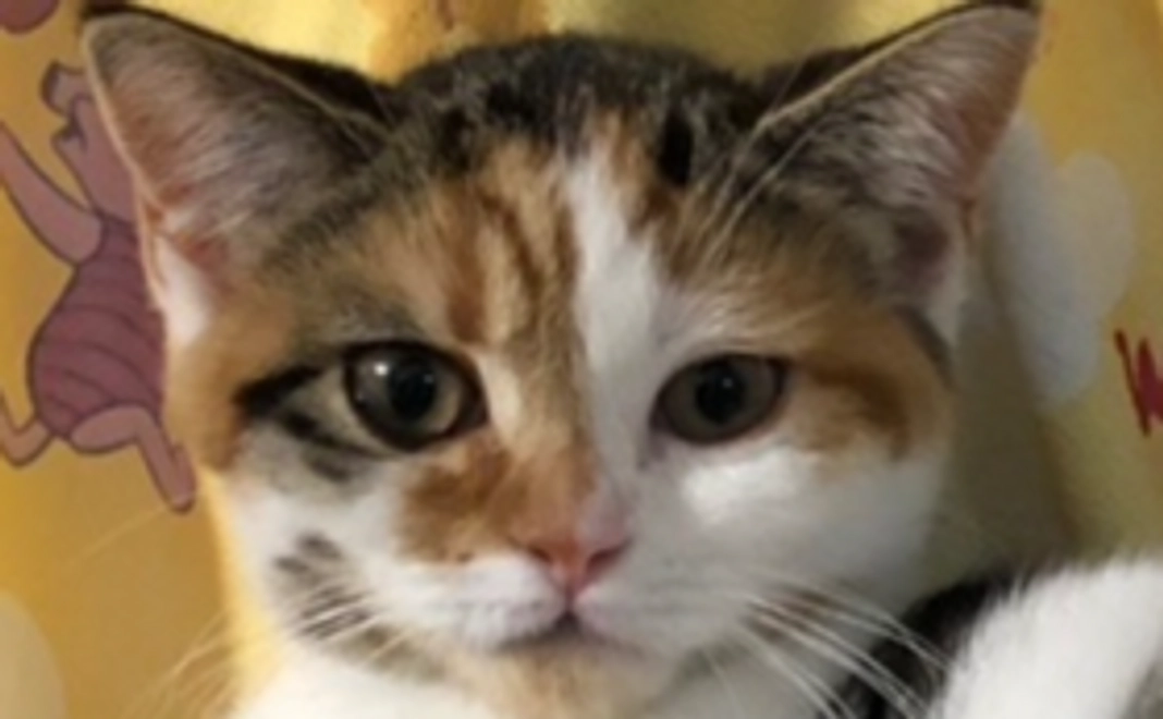 感謝のメールを送ります