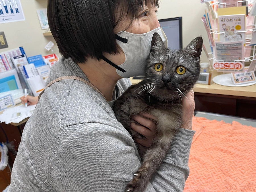 能登半島地震の被災猫、第二便７頭が東京に到着しました。～ぼくたち、がんばって旅してきたよ