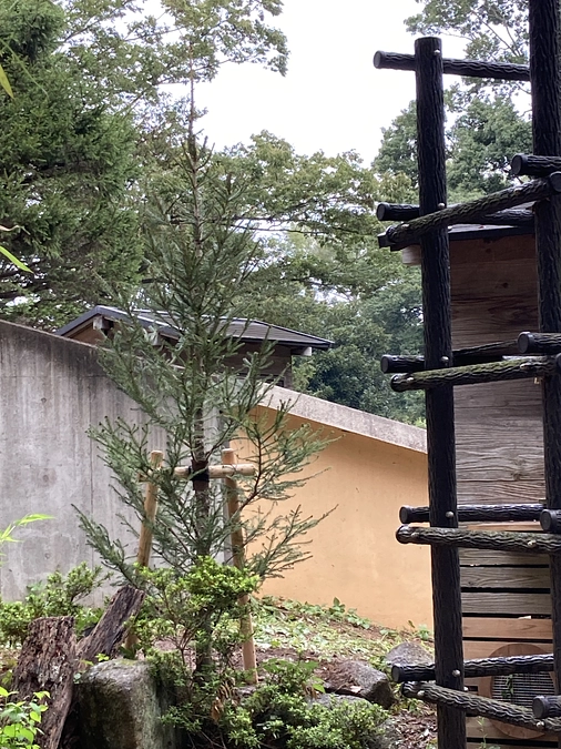 ドイツトウヒ植えました