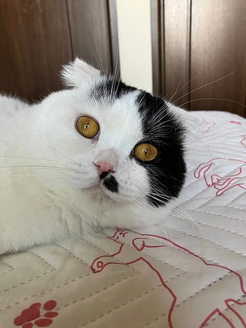 クラウドファンディング21日目