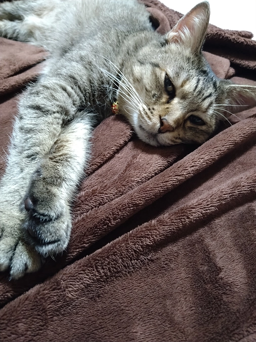 ネクストゴール達成しました