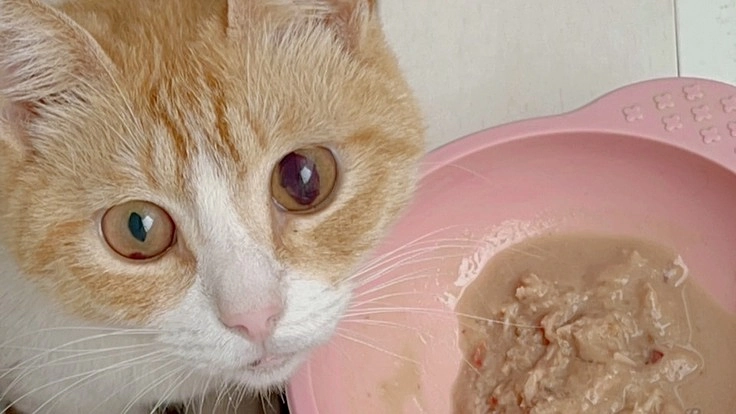 治療費が足りません..まだ間に合う救える命を助けてください