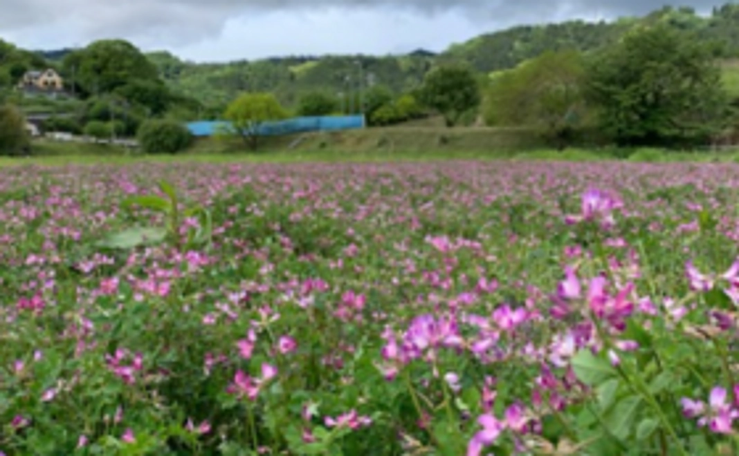 お手軽応援コース