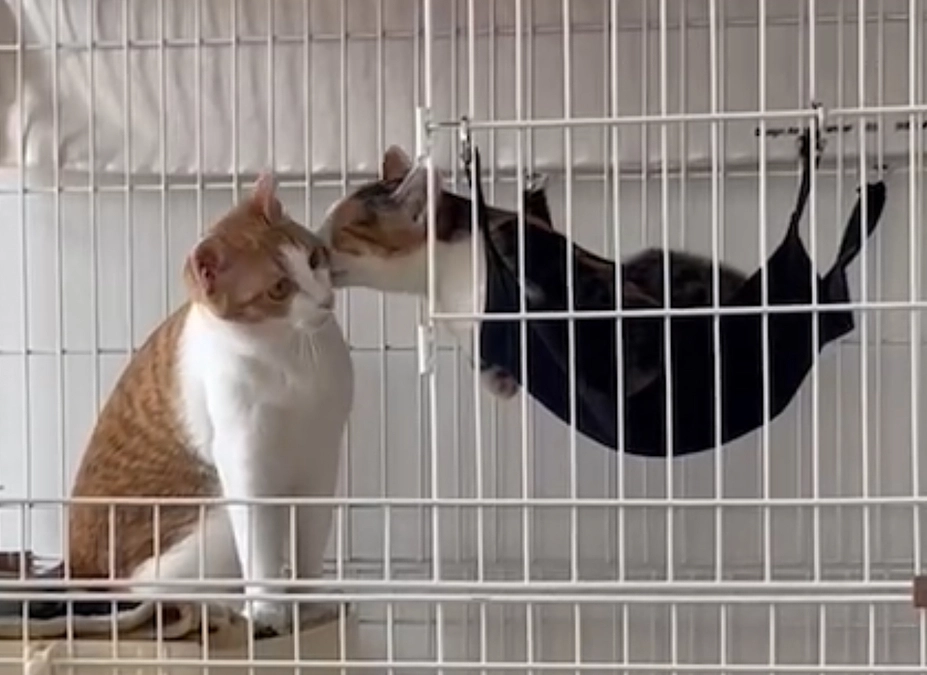 ふうちゃん、正式譲渡になりました！