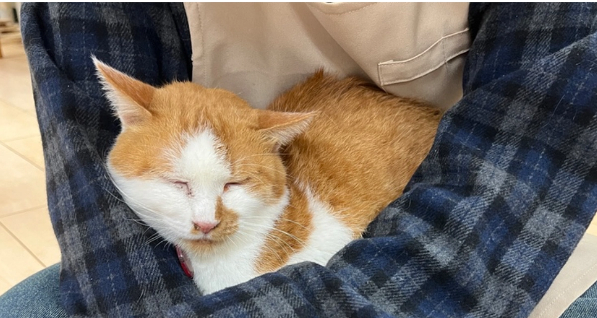 ねこてまり甘えん坊さん特集！