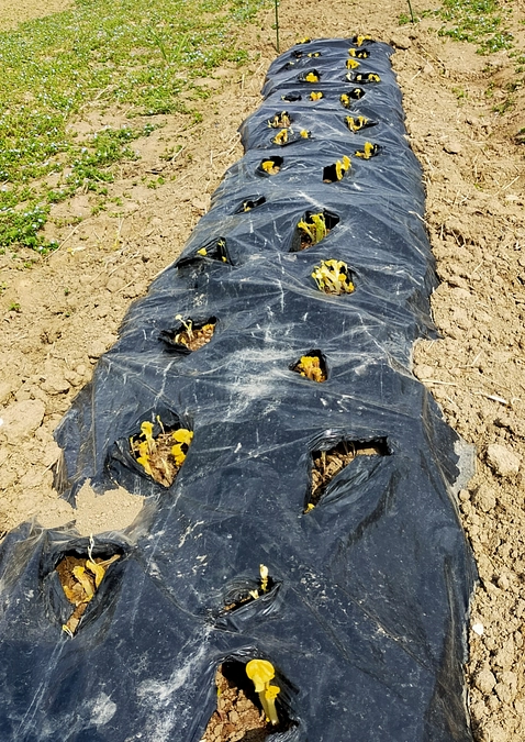 じゃがいもの芽＆人参種まき