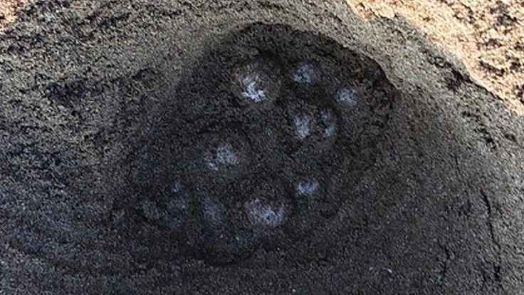 【人とロボットの共存】ロボットを活用したアカウミガメの保護活動 2枚目