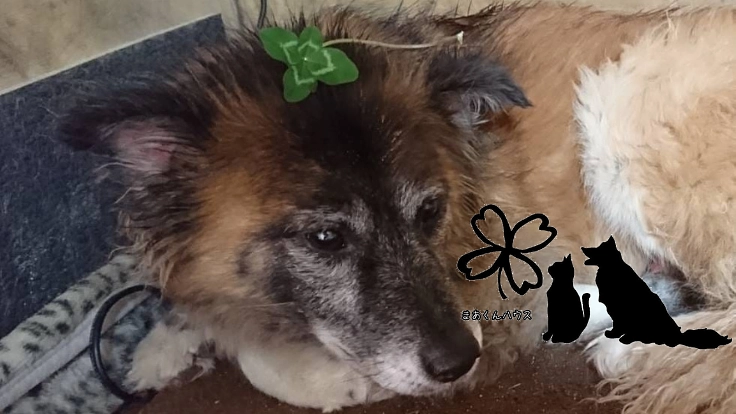 ずっと最後の砦であるために。犬舎設備充実と継続運営の仕組みづくりを