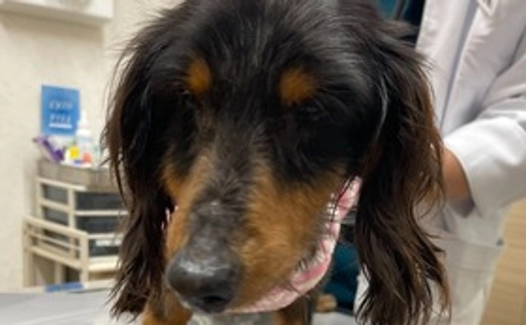 純粋応援｜3千円コース