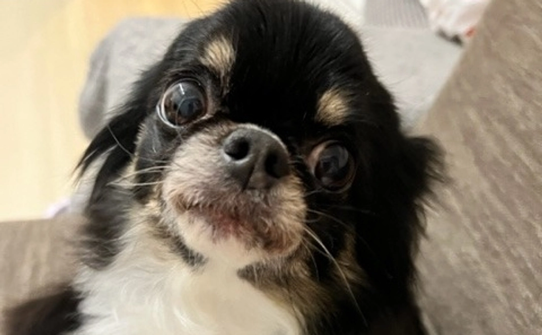 メルへの支援、感謝いたします１