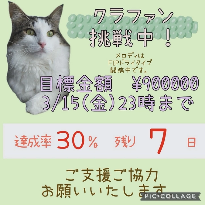 ご支援報告🐈