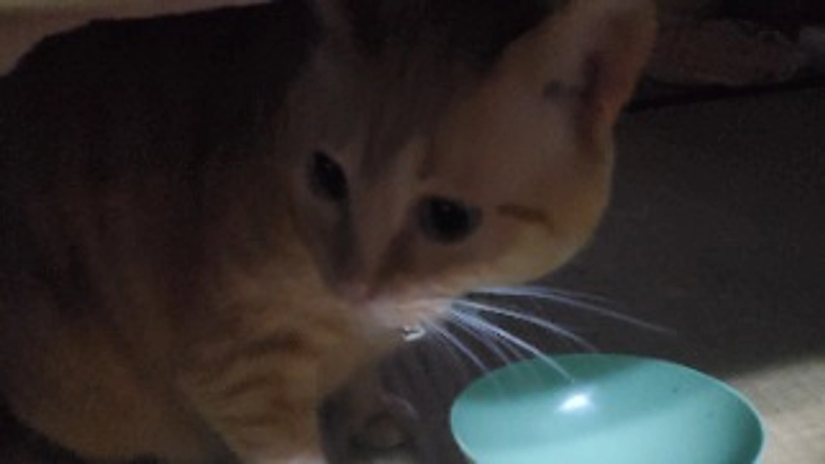 アニバーサリー☆ミ