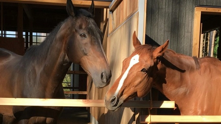 動物たちが飲む水道設備が破損！修理にかかる費用をご協力お願いします