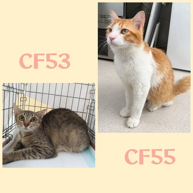 ＣＦ５３～５９までTNR終了しました