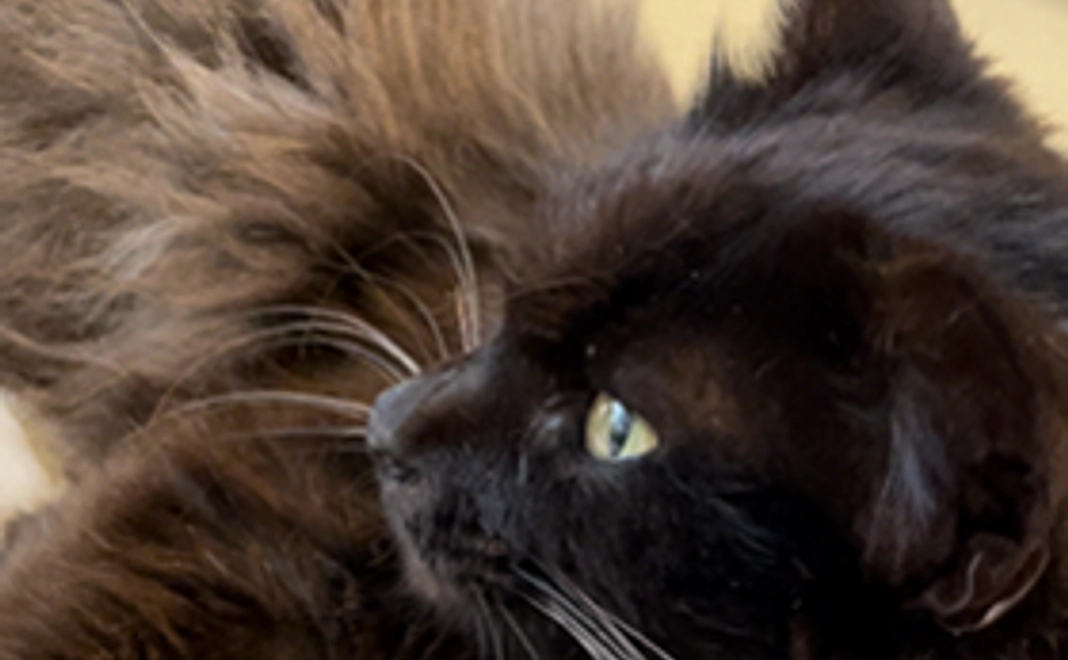 3千円コース｜お礼メールと写真1枚(データ送付)