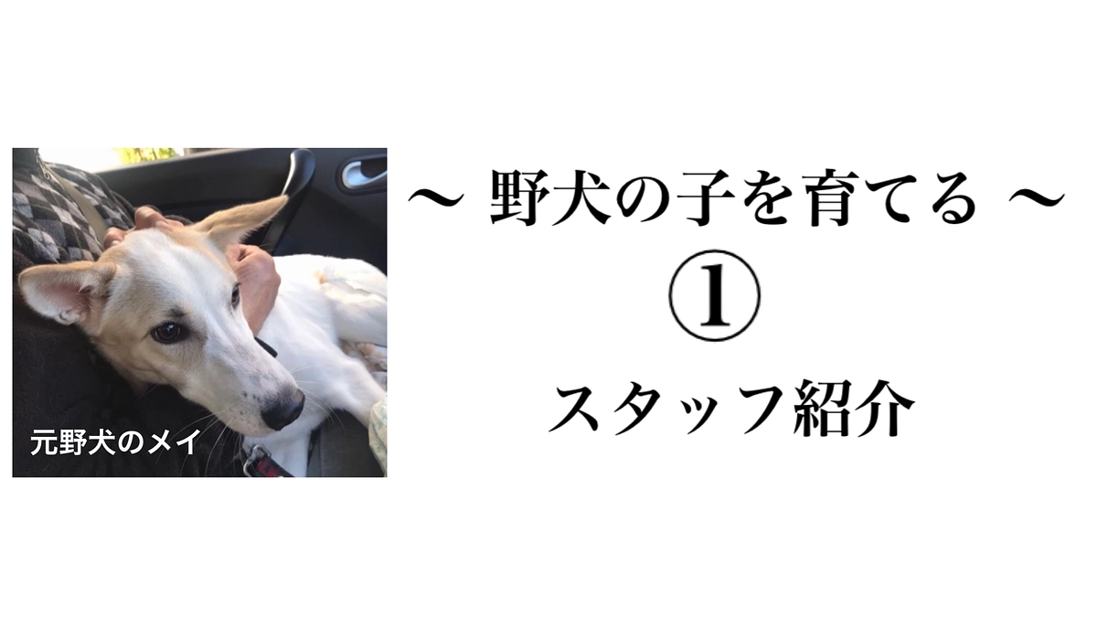 【2023, 那須にて保護した野犬の子たち】