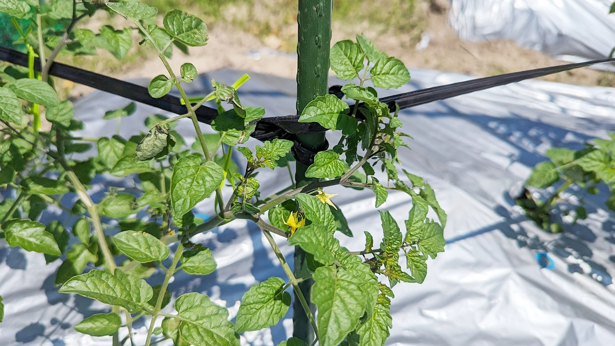 【野菜栽培レポート】マイクロトマトと白ゴーヤの栽培をスタートしました！