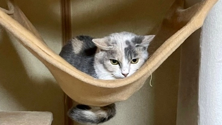 猫エイズキャリアの子猫凛がもっと長く生きられるよう助けてください