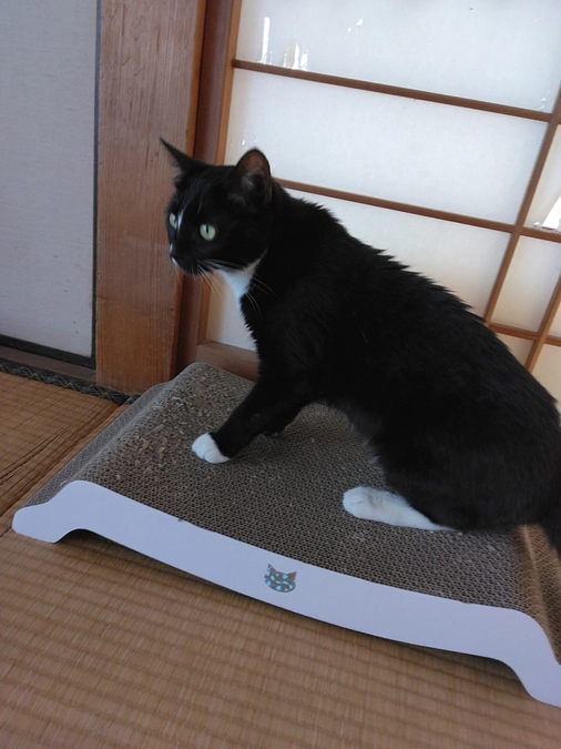 4/9はなちゃんの様子