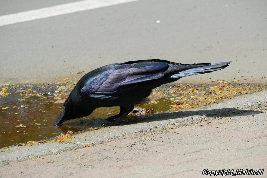 塒調査が終わりました