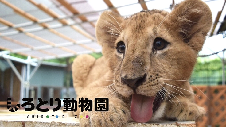 #自由すぎる動物園｜動物との心の距離を0にするしろとり動物園の挑戦