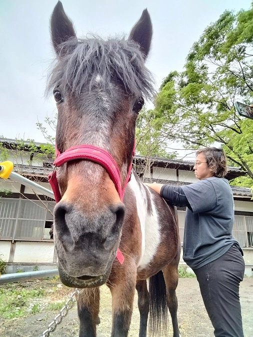 ホーステーピング