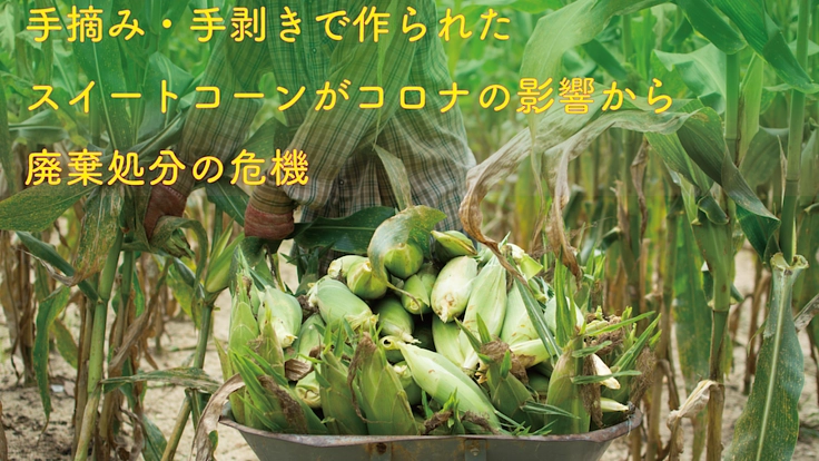 【世界に誇るオーガニックコーン】を廃棄処分から救って欲しい!
