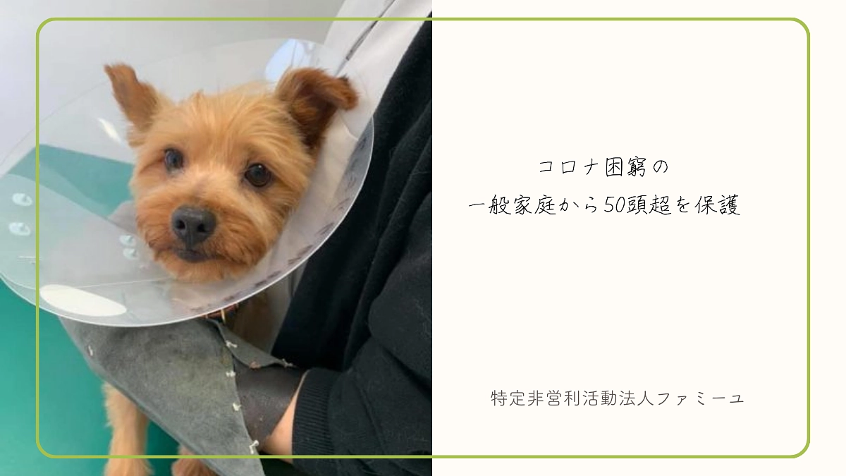 【あと17日！達成まであと120万円！】過去の使途の一例紹介：コロナ困窮の一般家庭から50頭超を保護