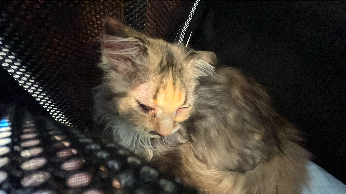 クラウドファンディグ13日目、投薬56日目