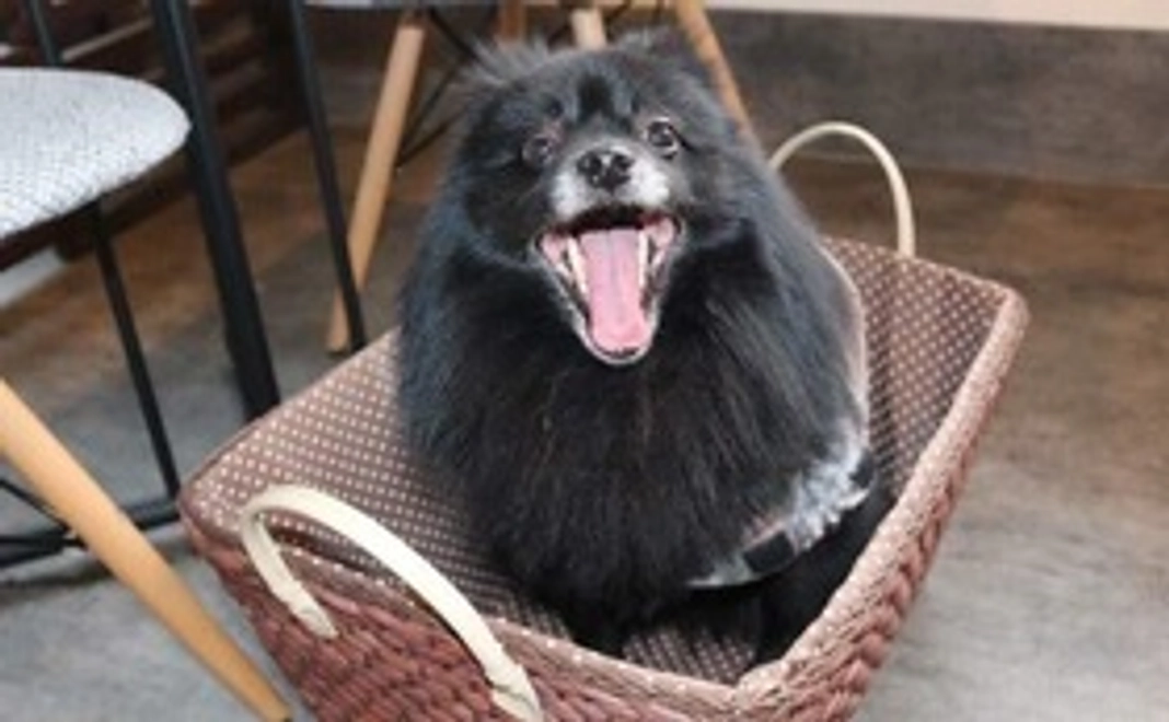 1.まるを救い隊(リターン有)