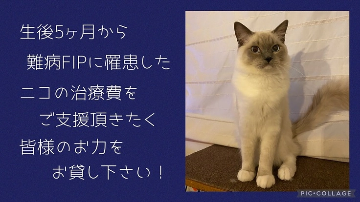【難病FIP闘病中】生後5ヶ月で罹患した子猫のご支援をお願いします