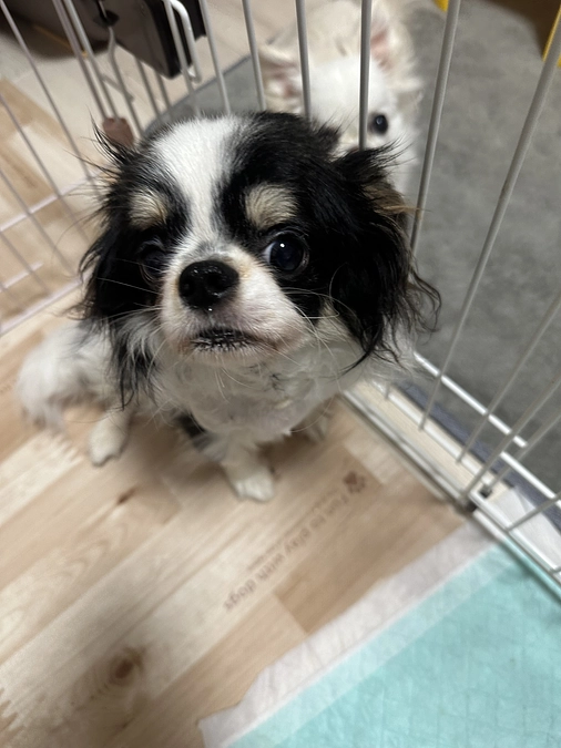 ゆきお姉ちゃんと遊びたいよ