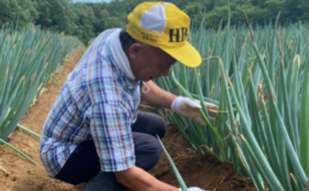 全力応援コースA