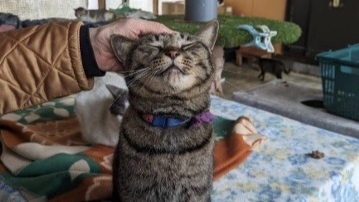 【1,200万円目前！】ネコハウスのにゃんこ紹介！②