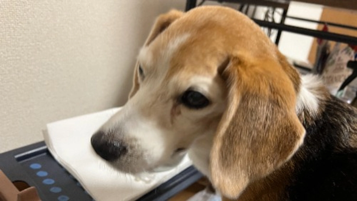 11/17 ちびっこの勇姿。