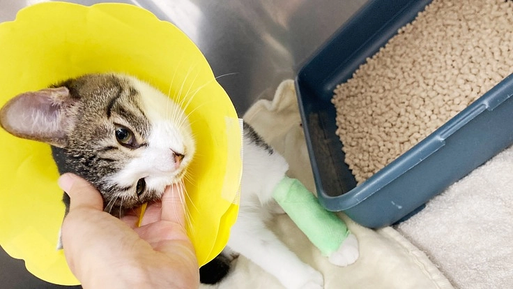 命を繋ぐ活動にご支援をお願いいたします