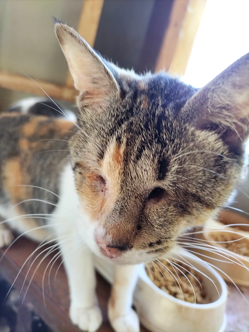 離れの２階の子達