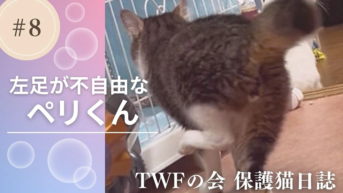 うまくトイレができない猫のお世話